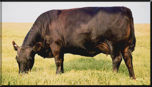 Angus Cattle For Sale In Kansas